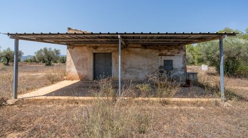 Gran finca de olivos y pinos con agua de riego