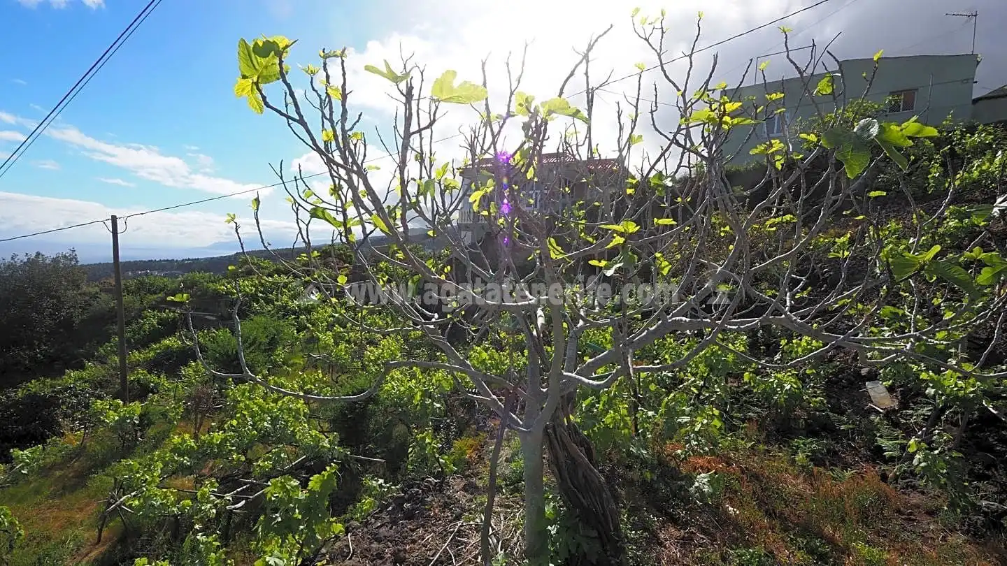 Lands and plots for sale in La Vega - El Amparo - Cueva del Viento, imagen 10