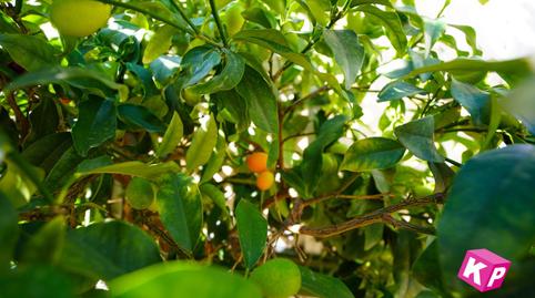 Photo 5 of Planta baja for sale in Francisco Canto, Playa Tamarit - Playa Lissa, Alicante