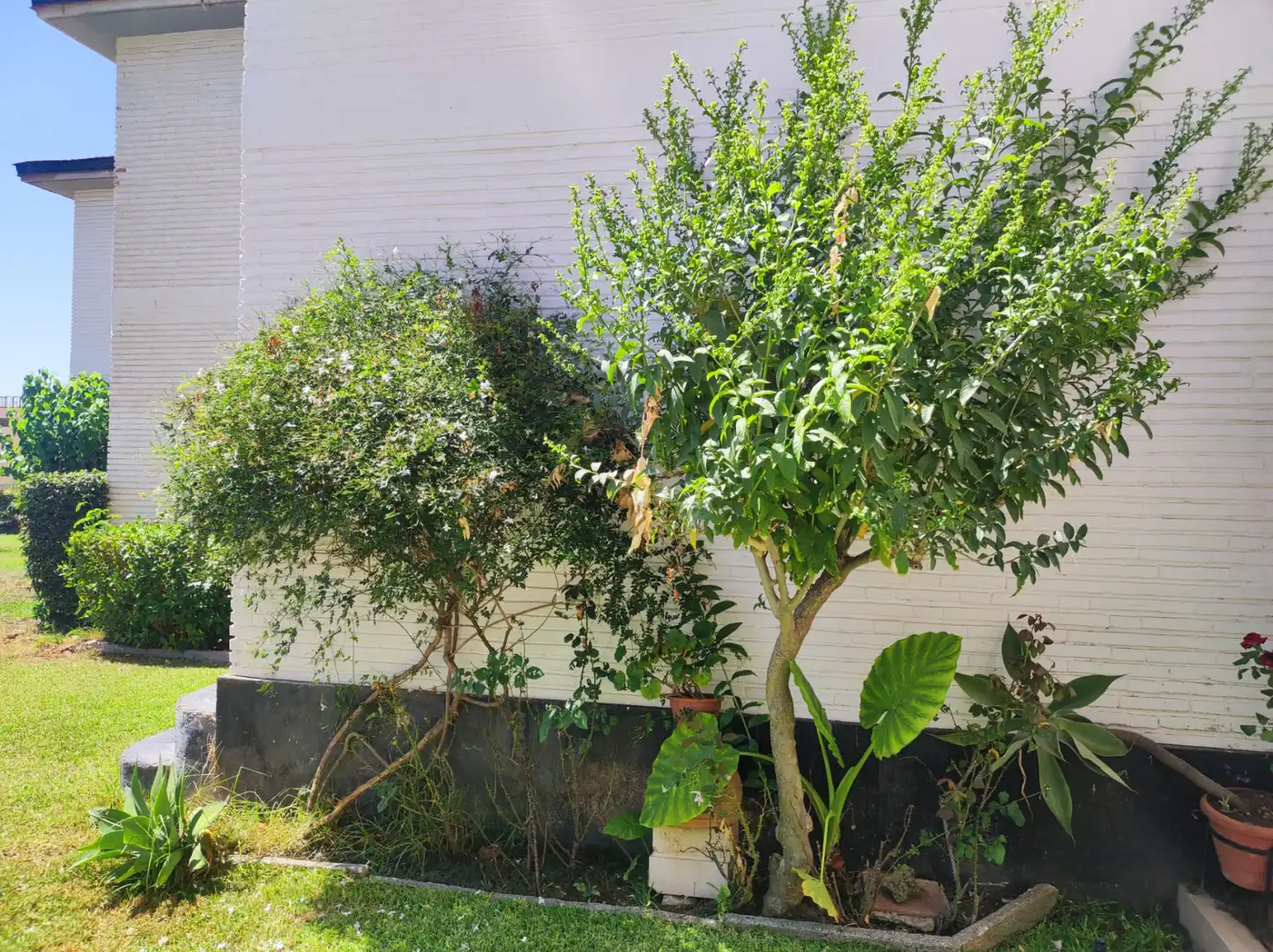 Jardí de Casa adosada de lloguer en Torremolinos amb Terrassa, Moblat i Rentadora