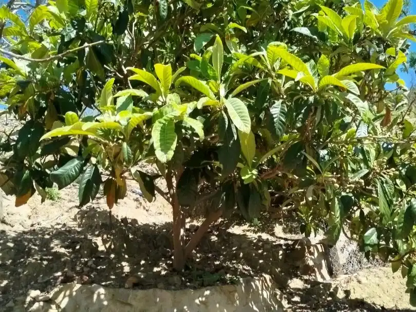 Terreno en venta en Villanueva de la Concepción