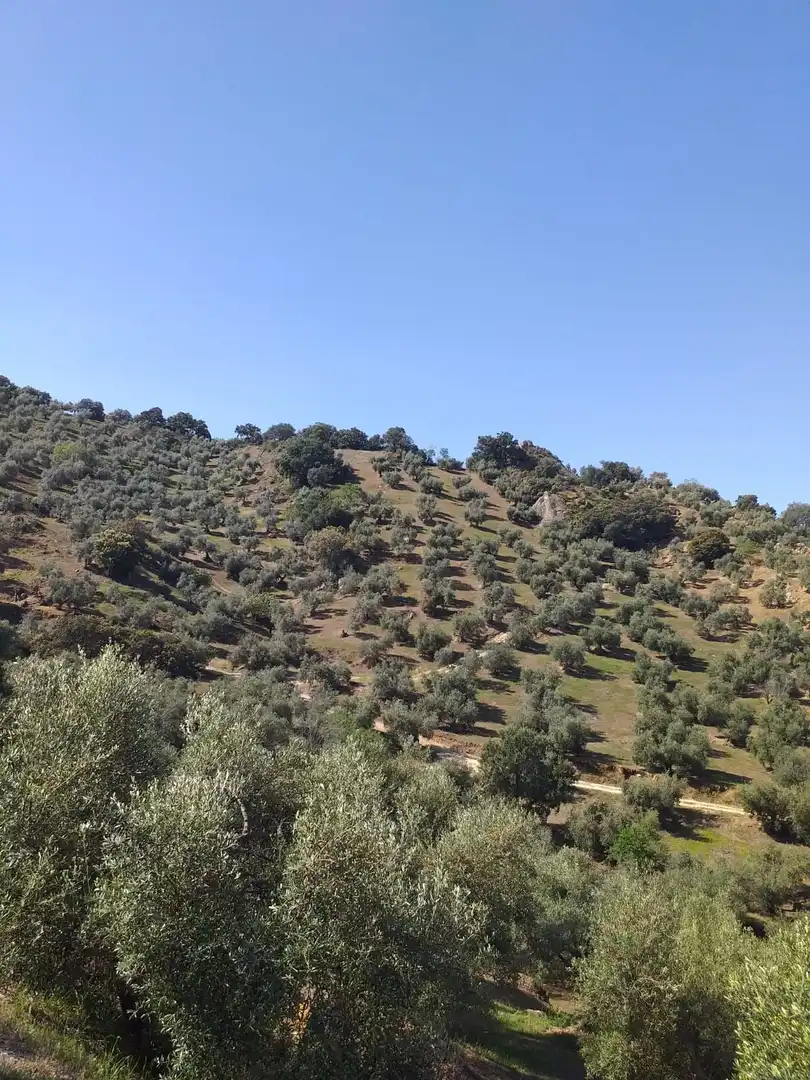 Terreny rústic en venda a Algodonales, imagen 3