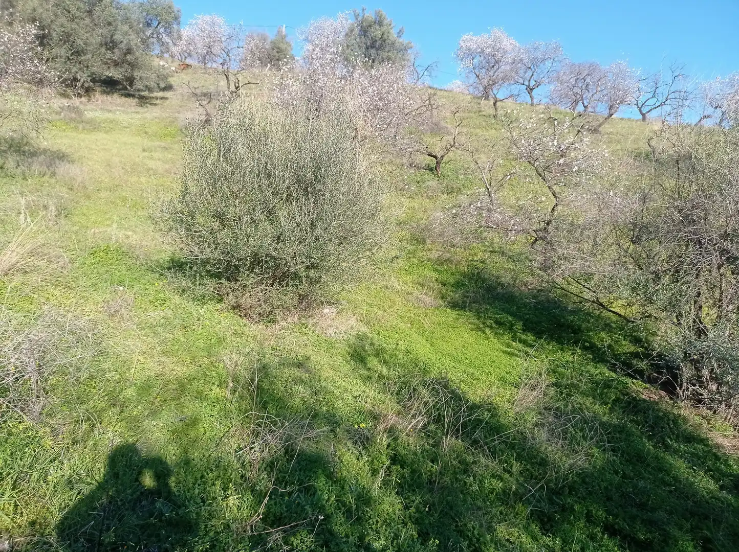 Terreny en venda en Iznate