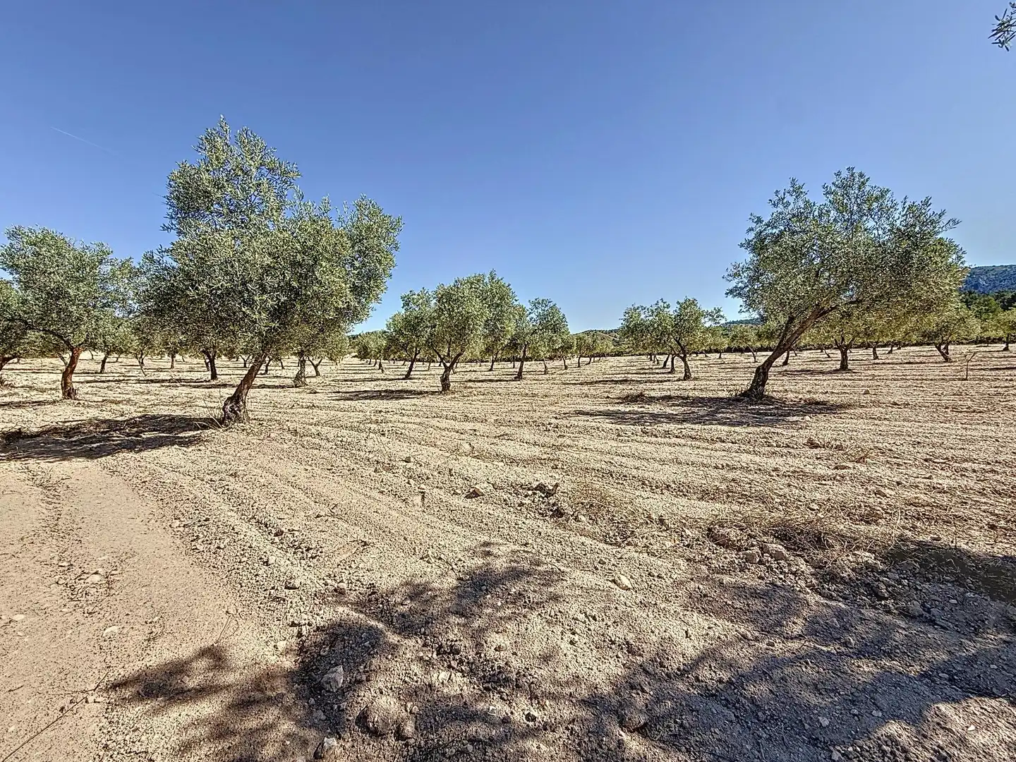 Terreno en venta en Biar