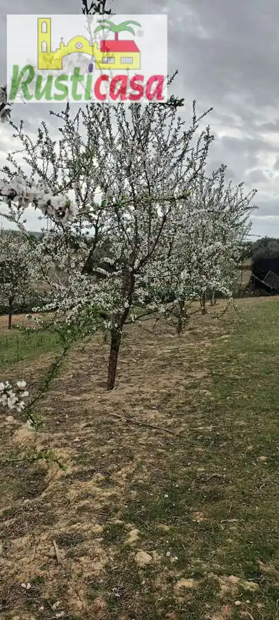 Terreni e lotti in vendita a Sevilleja, imagen 22