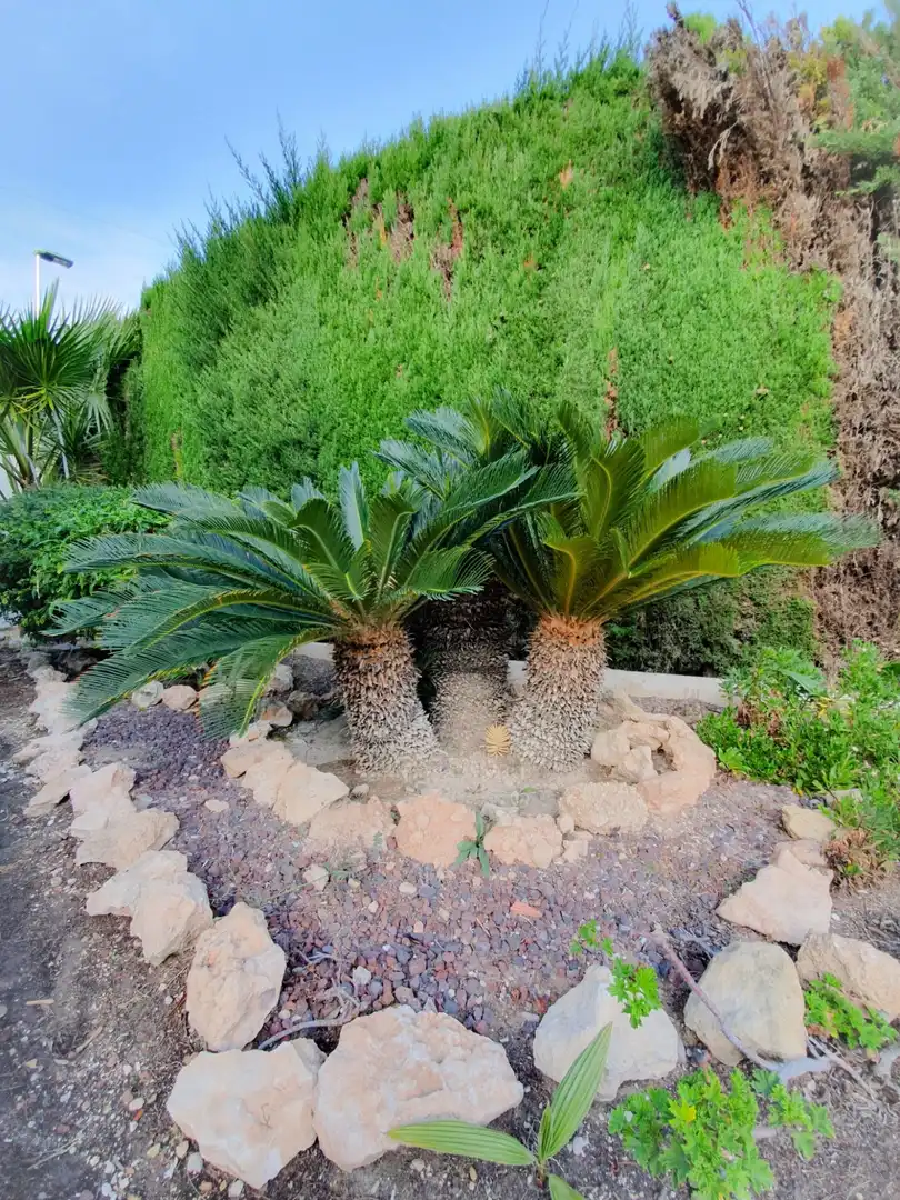 Villa avec piscine à vendre à Elche ciudad, imagen 17