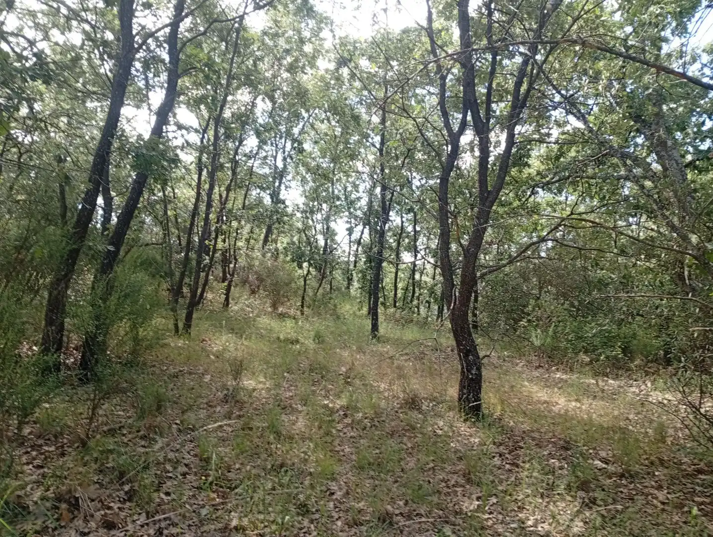 Terreni e lotti in vendita a Losar de la Vera, imagen 5