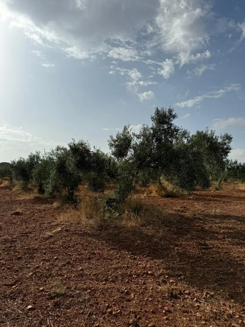 Terreni e lotti in vendita a Carmona, imagen 6