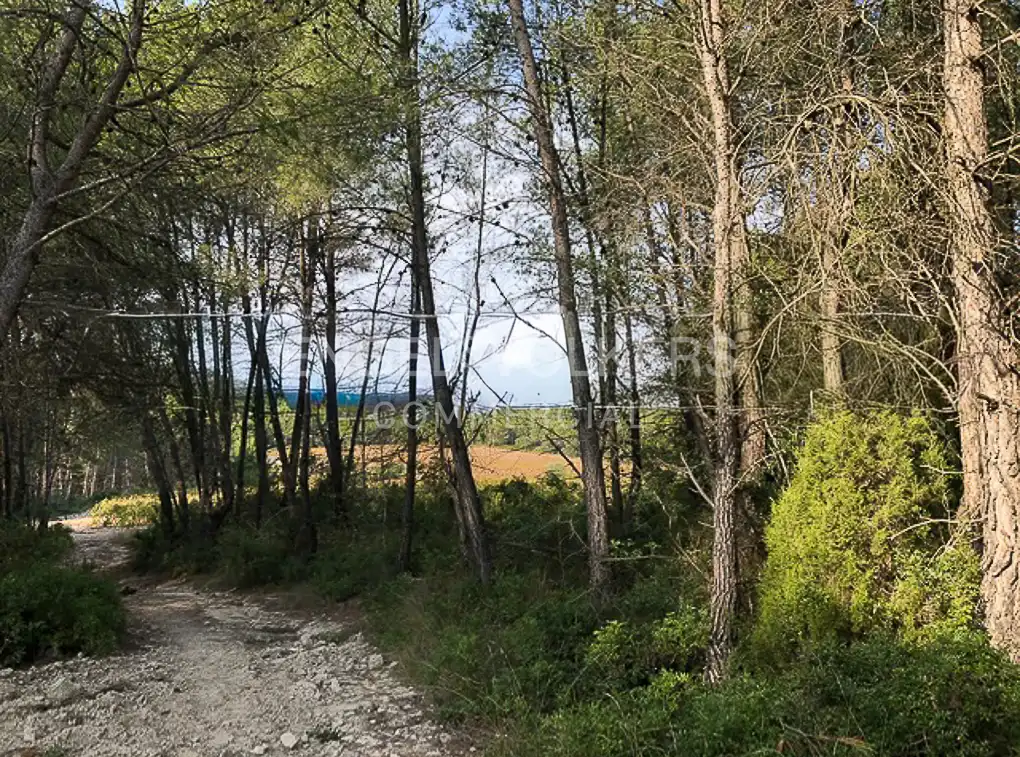 Fabrik Grundstücke zum Verkauf in Avinyonet del Penedès