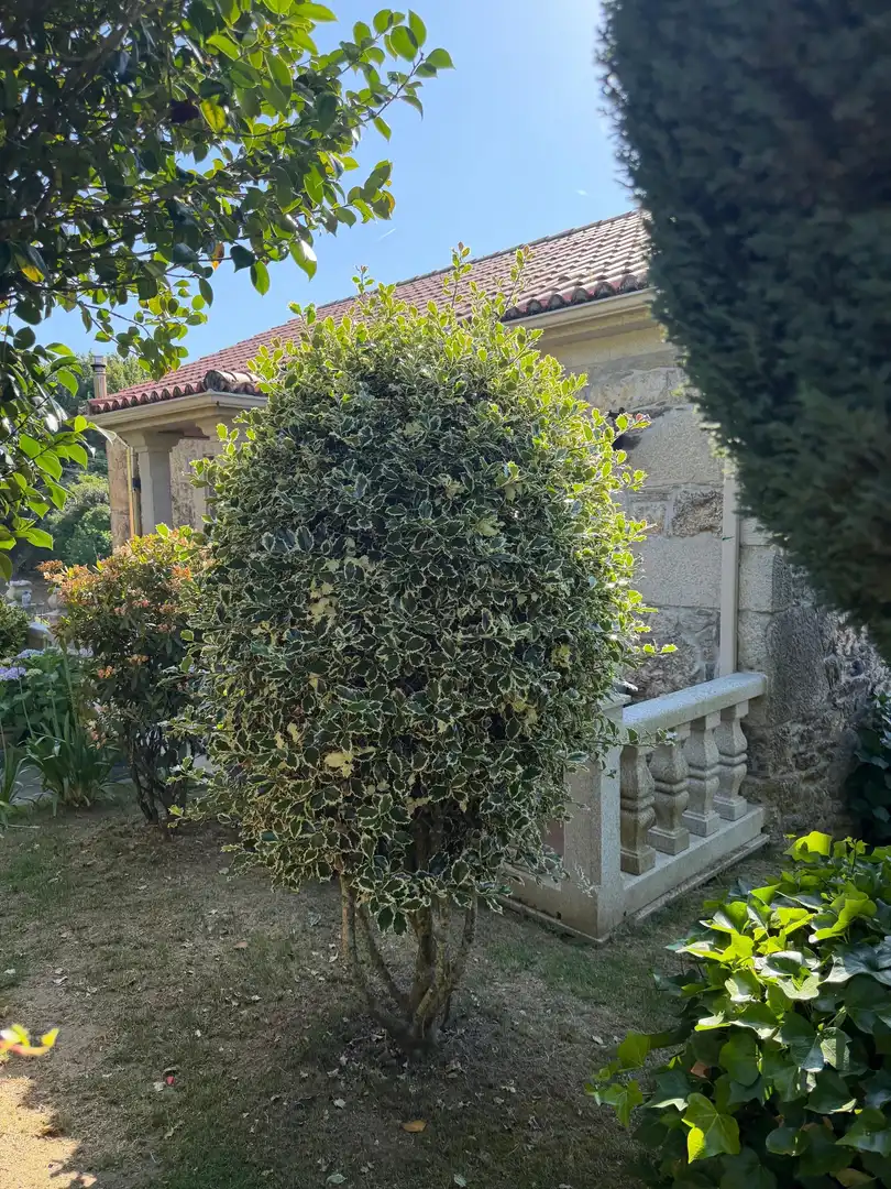 Garden of Houses for sale in Silleda  with Storage room