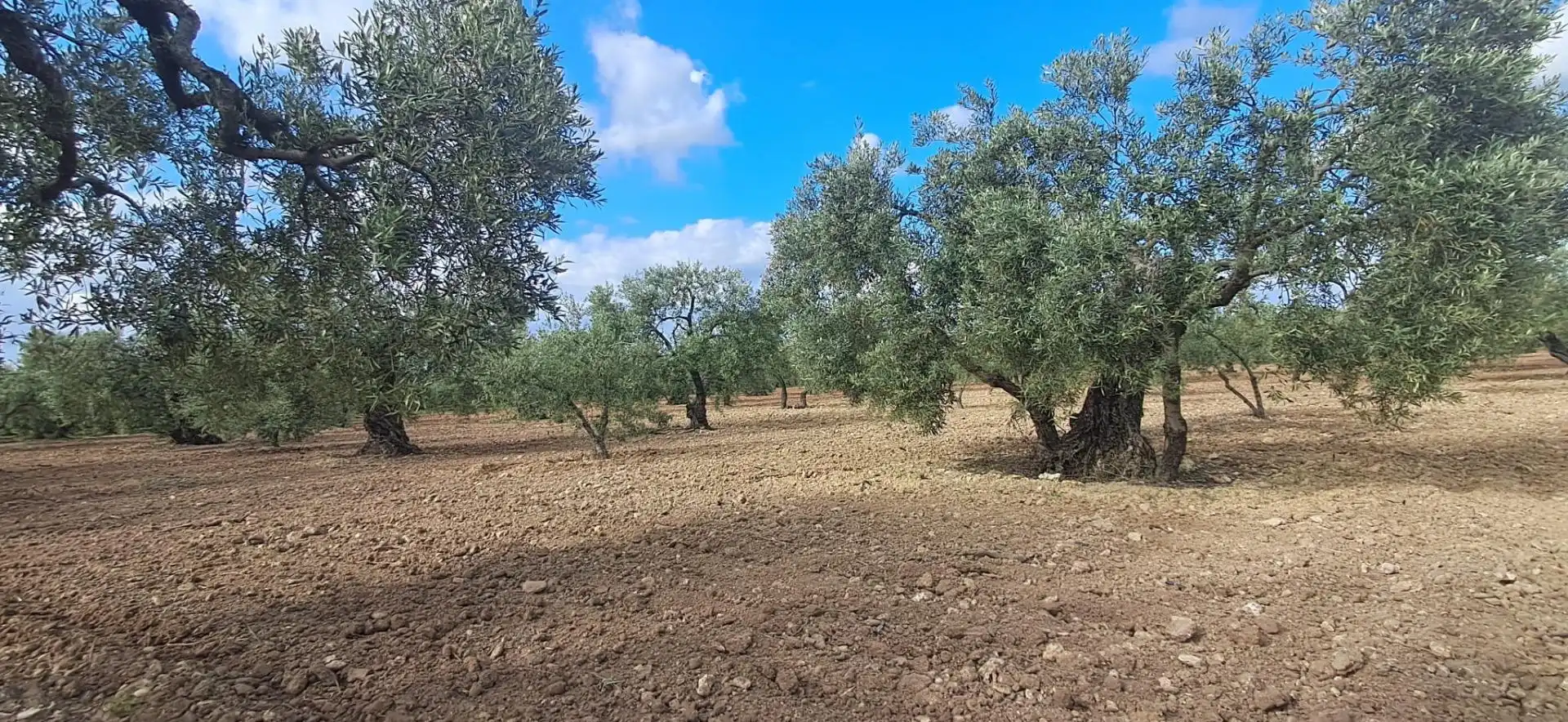 Terreno rustico in vendita a Pedanías Norte, imagen 3