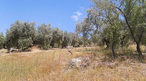 Terreno en venta en lugar Portillo Del Estepar-s/nº, Castillo De Locubín, Jaén, immagine 4