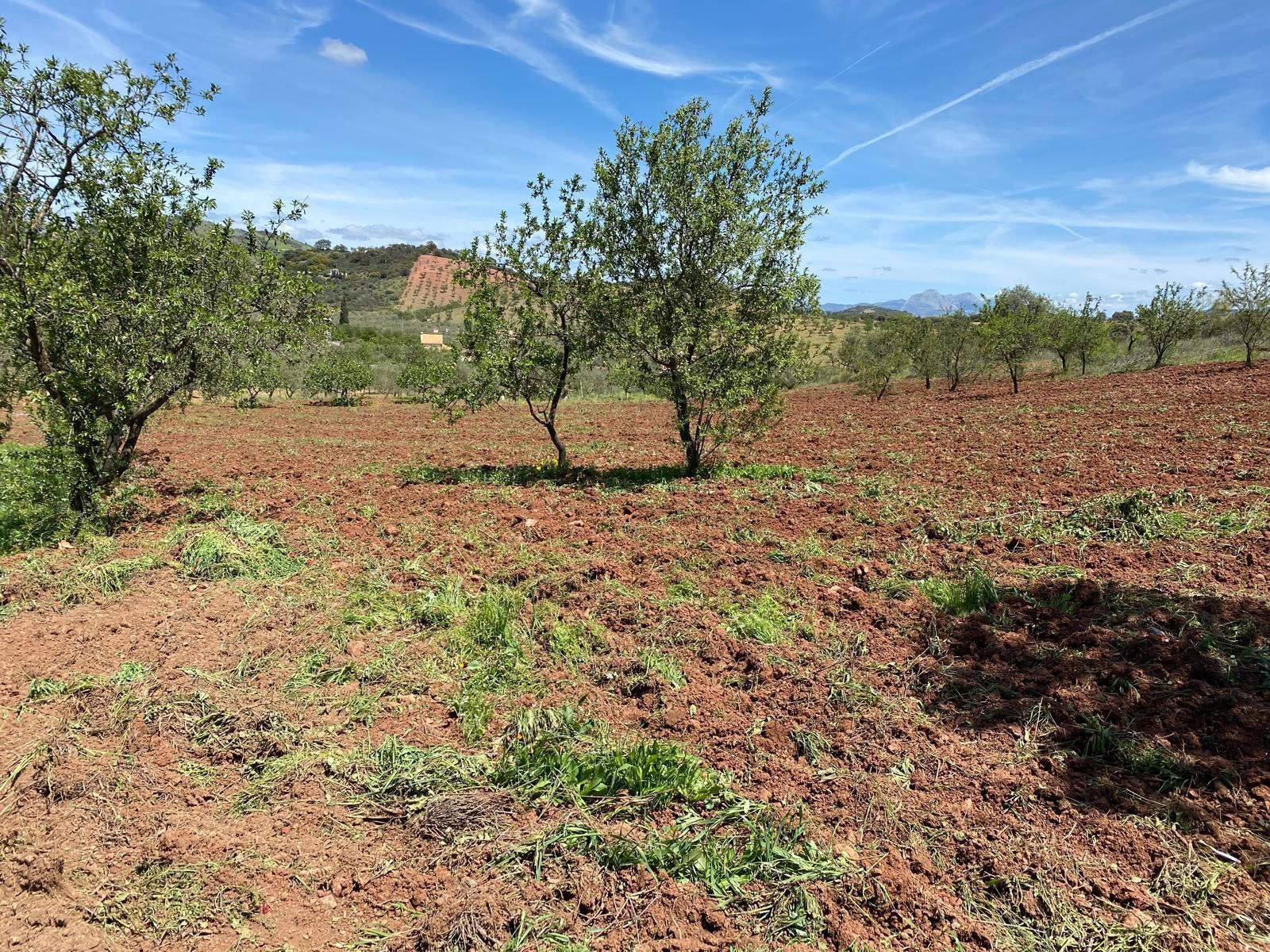 Finca rústica en venda en Almogía