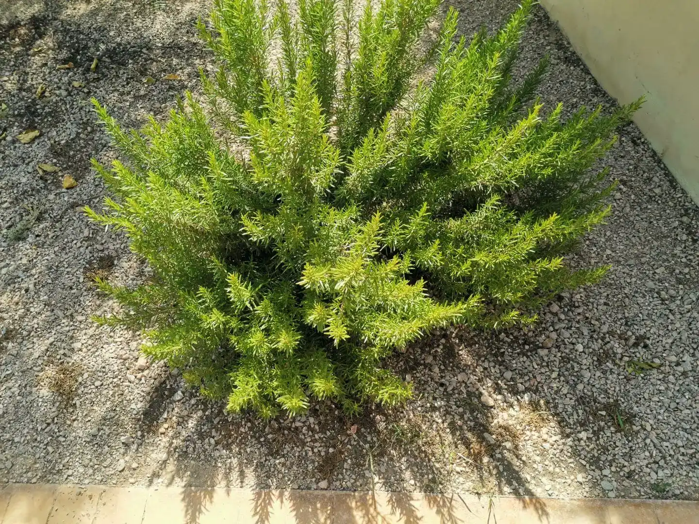 Jardí de Pis en venda en Hellín amb Piscina