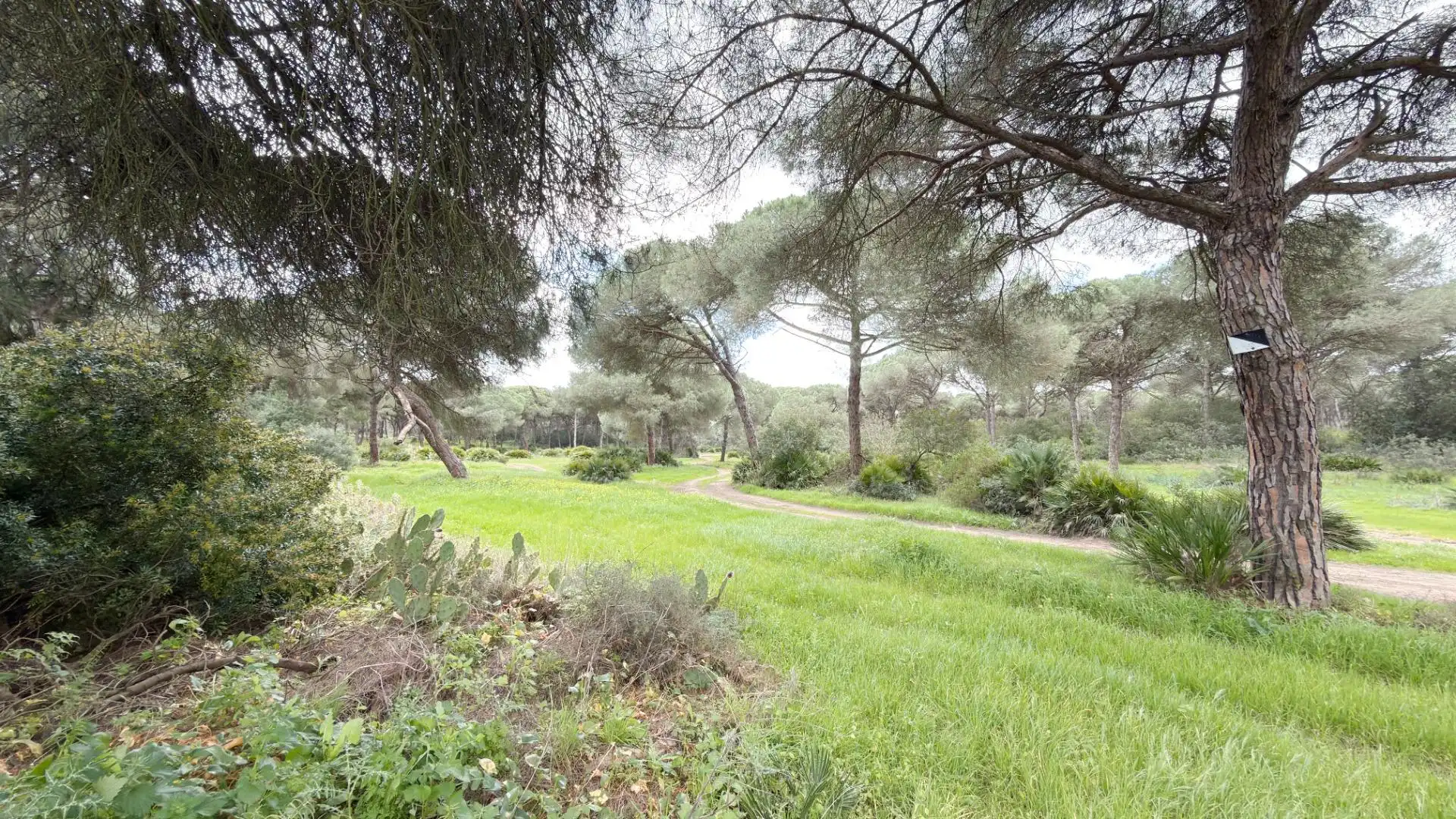 Jardín de Finca rústica en venta en Punta Umbría