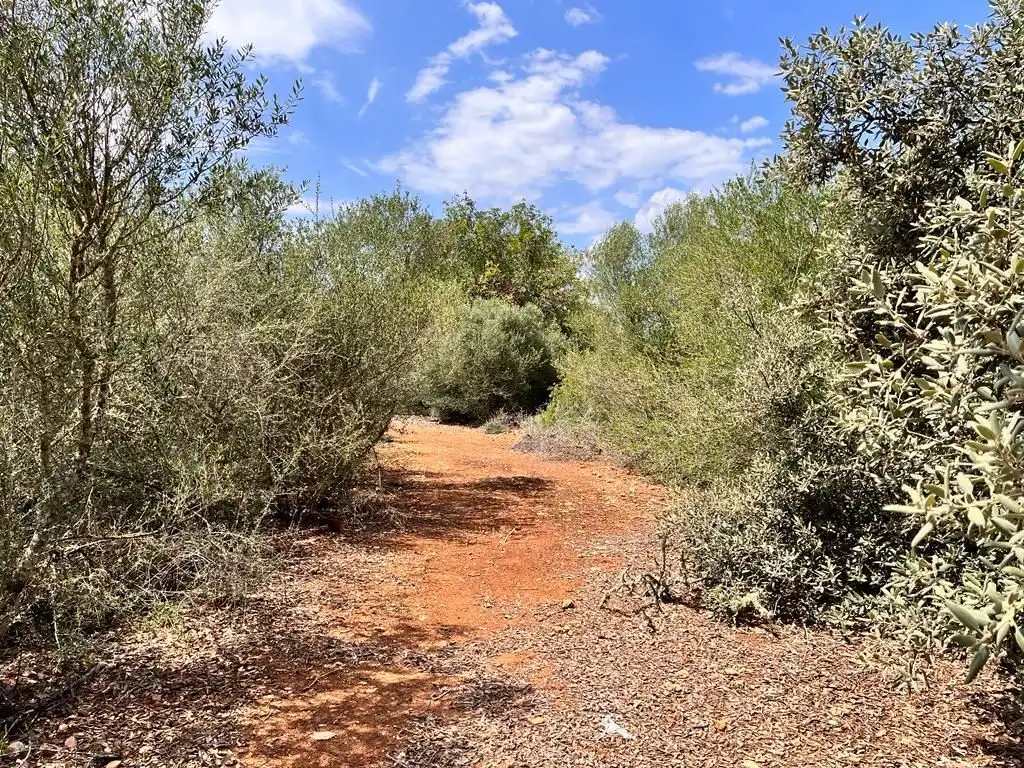 Finca rústica en venta en Llucmajor