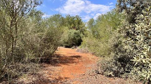 Photo 4 of Country house for sale in Llucmajor pueblo, Illes Balears