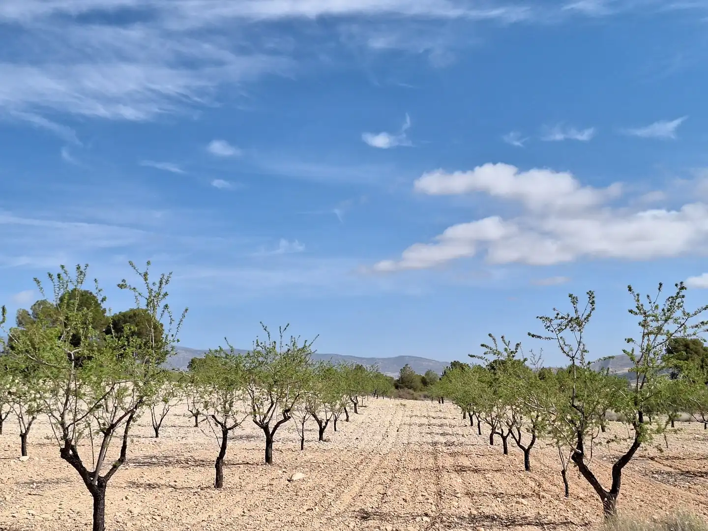 Terreny residencial en venda a Jumilla, imagen 3