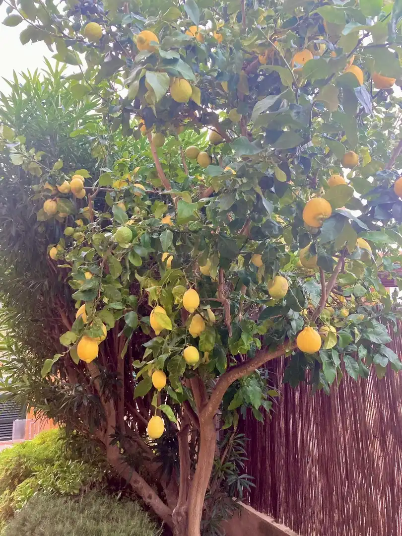 Garden of Houses for rent in Manacor  with Air Conditioner, Private garden and Terrace