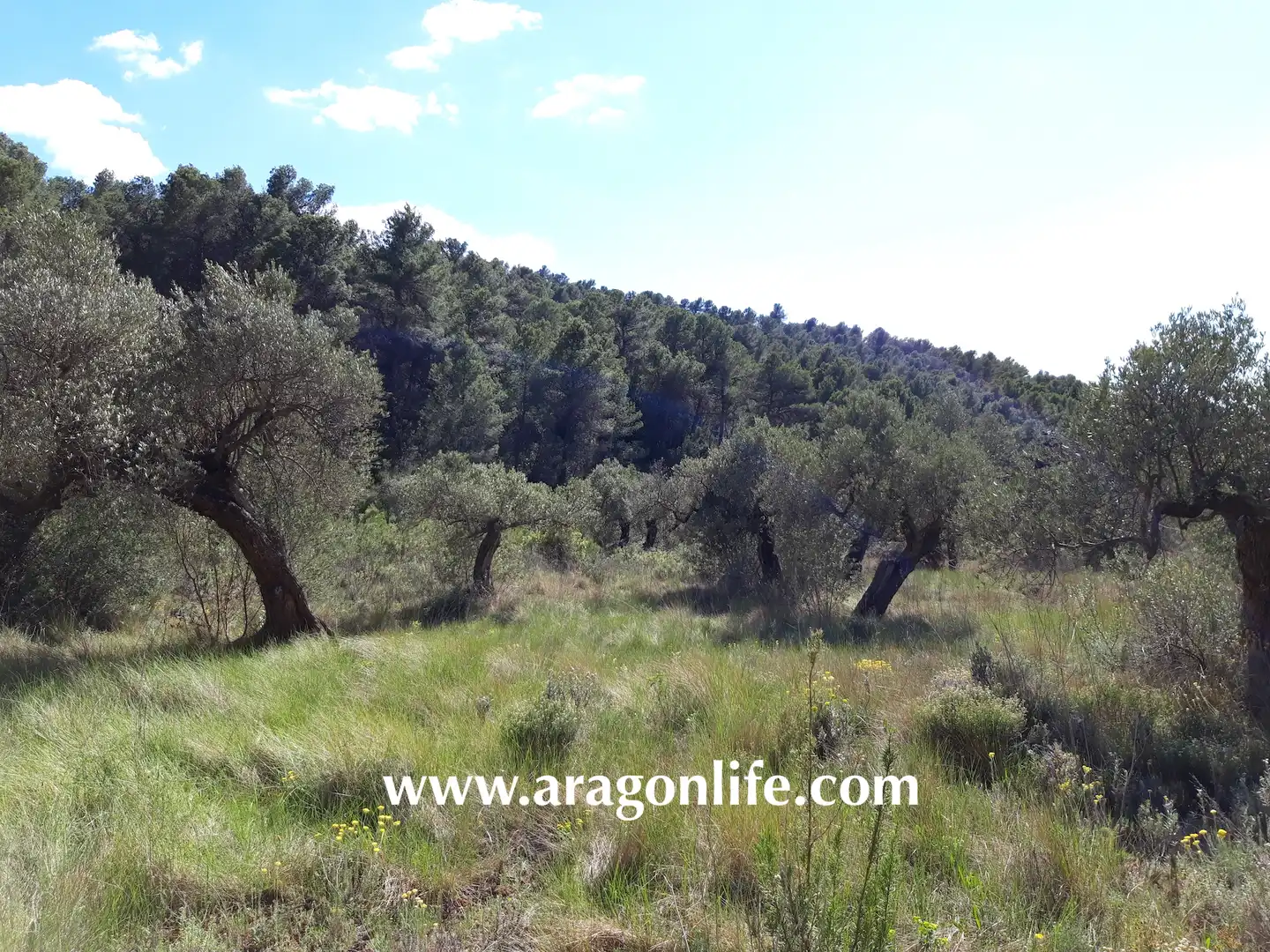Rural land for sale in Gandesa, imagen 10