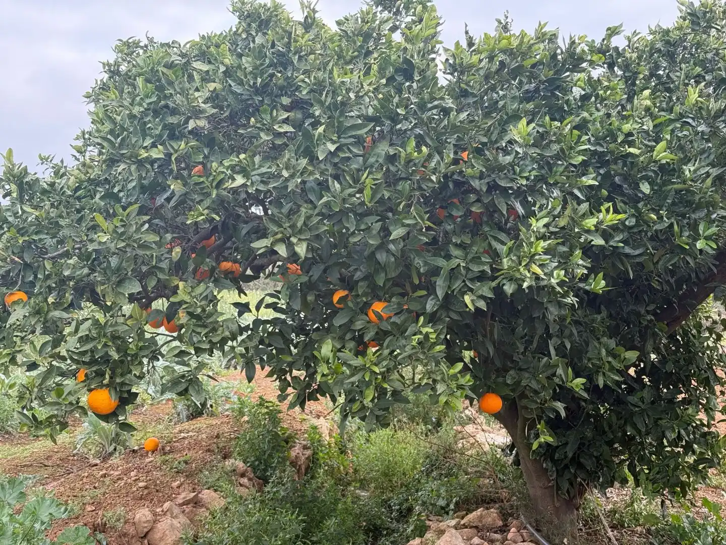 Finca rústica en venda a Altafulla