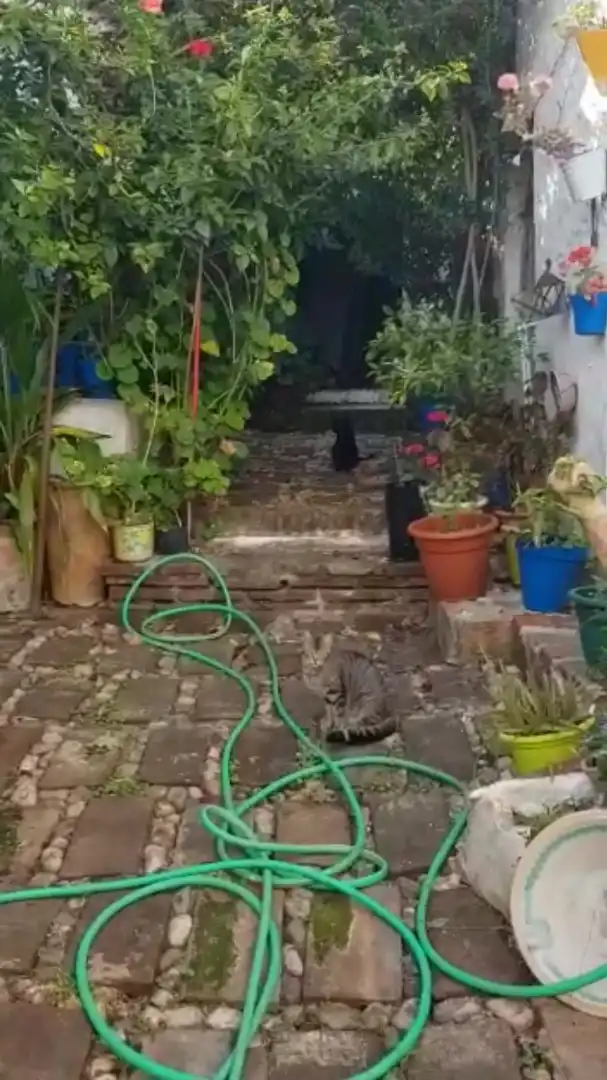 Jardí de Casa o xalet en venda en Benamocarra amb Terrassa i Moblat