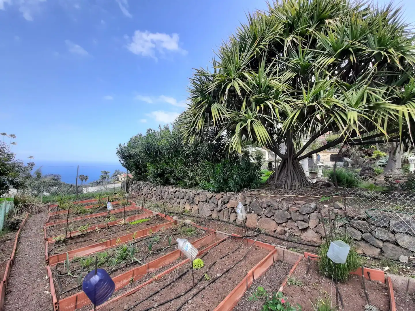 Jardín de Casa o chalet en venta en Santa Úrsula con Jardín privado, Terraza y Piscina