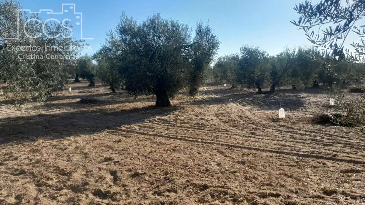 Terreni e lotti in vendita a Almonte ciudad