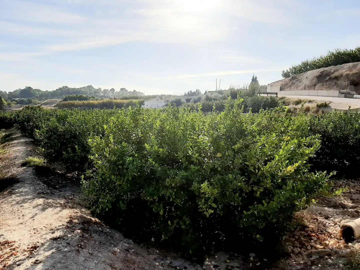 Rural land for sale in Ojós, imagen 8