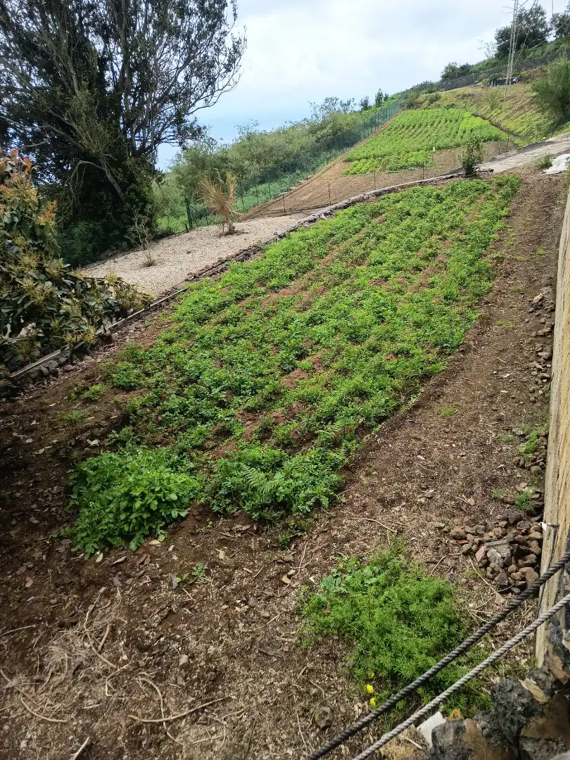 Garden of Land for sale in Icod de los Vinos