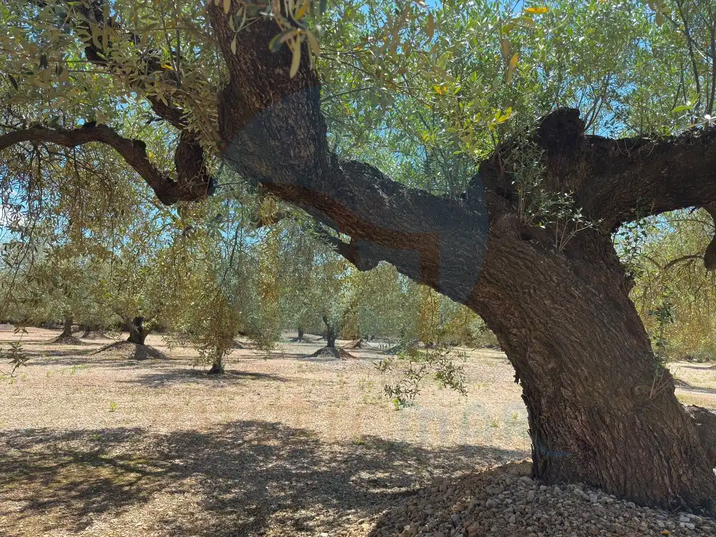 Jardí de Finca rústica en venda en Mas de Barberans