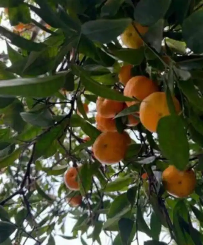 Jardín de Finca rústica en venta en Sevilla con Calefacción y Jardín privado