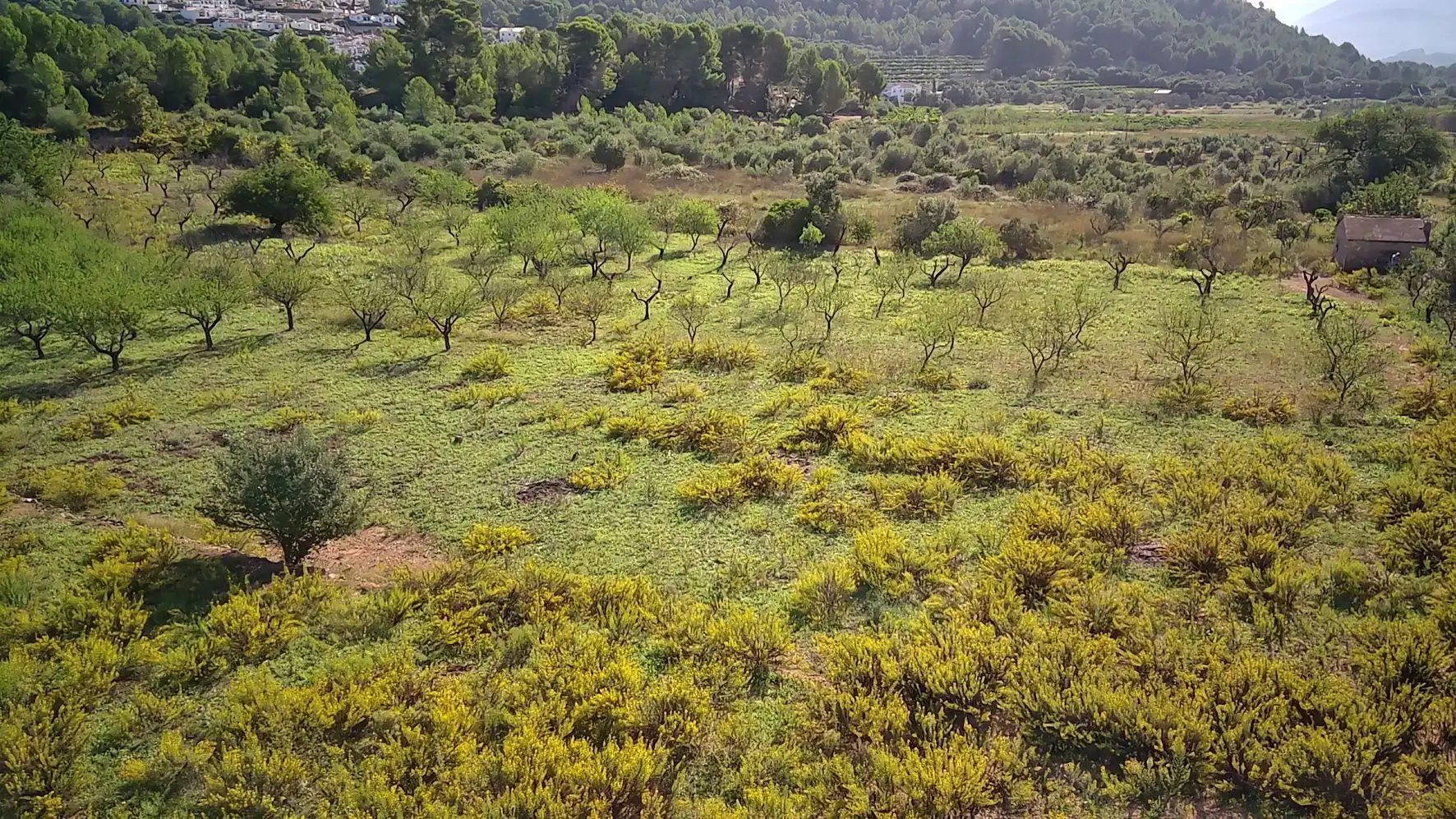 Terrenys i solars en venda a Murla, imagen 4