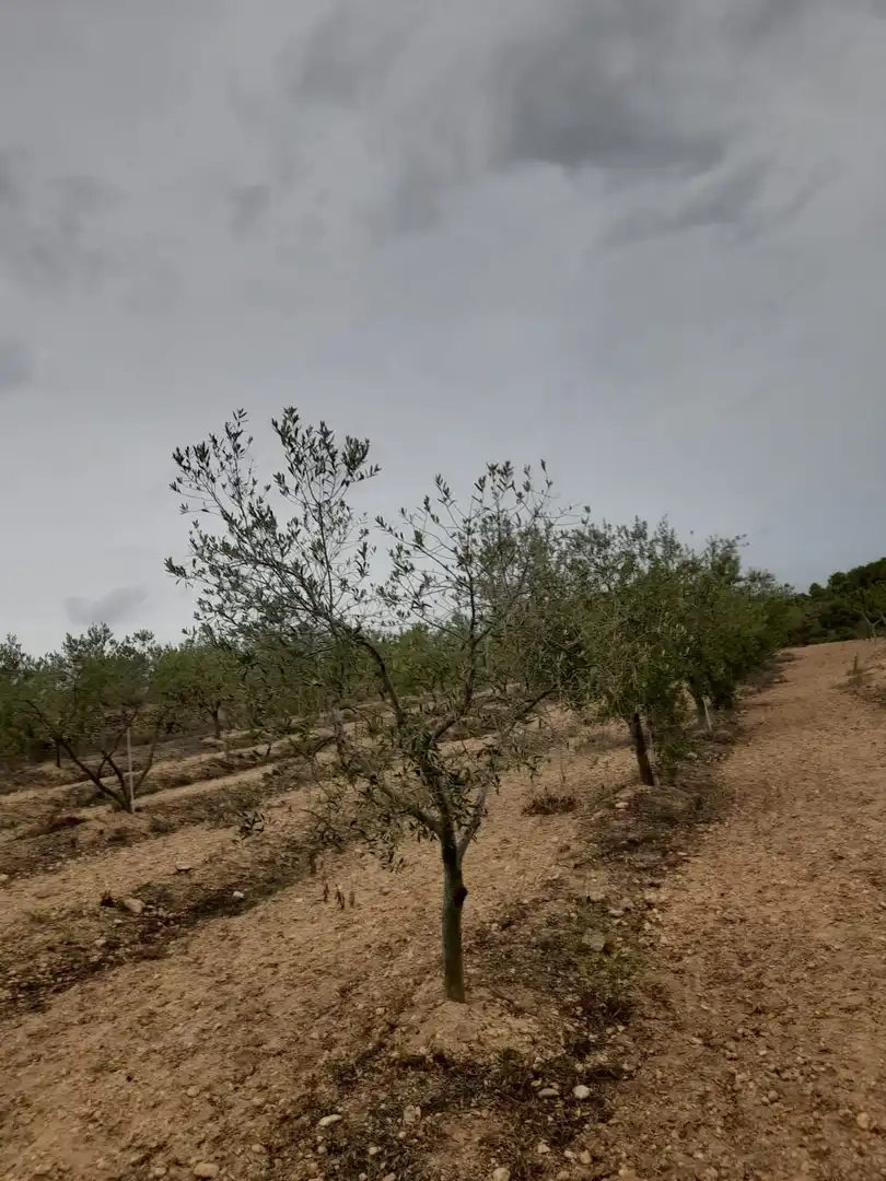 Rural land for sale in Salomó, imagen 22