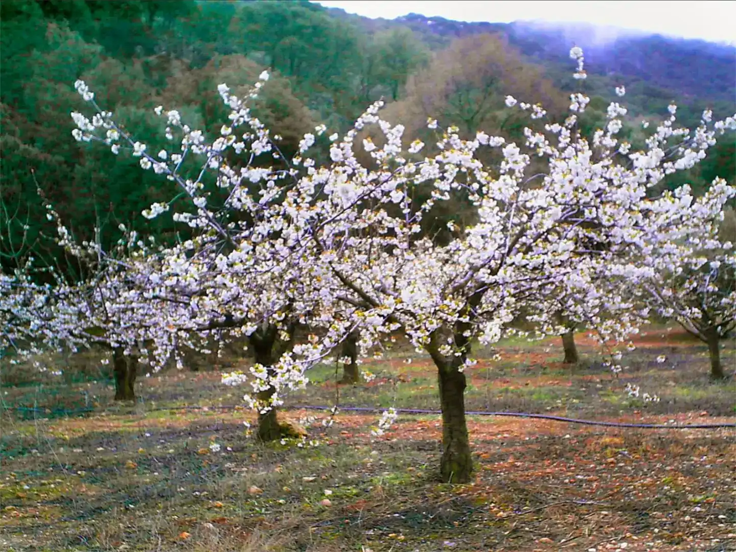 Garten von Country house zum Verkauf in Valdepeñas de Jaén mit Schwimmbad