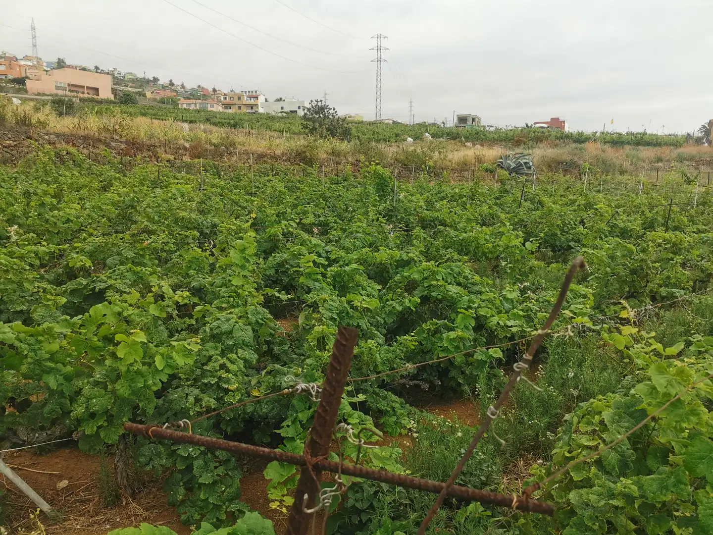 Terreno en venta en Calle la Bastona, Santa Úrsula pueblo