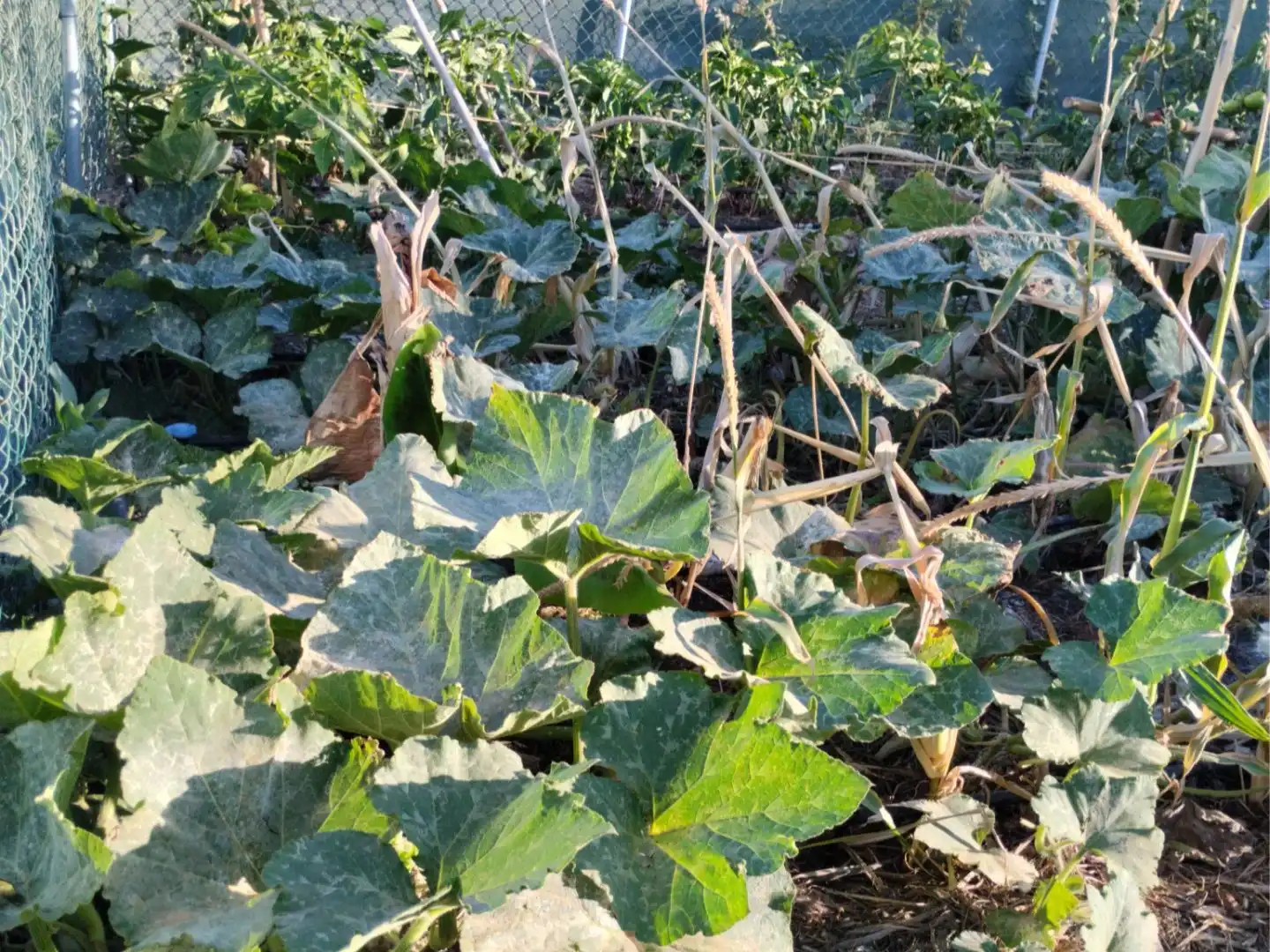Garten von Grundstücke zur Miete in Candelaria