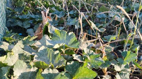 Foto 5 von Grundstücke zur Miete in Tf-247, 12, Cuevecitas - Malpaís, Candelaria