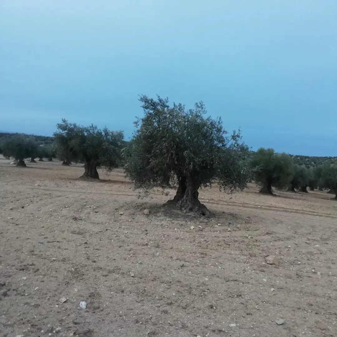 Terreno rustico in vendita a Nambroca