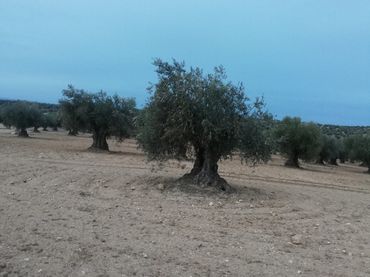 Terreno rustico in vendita a Nambroca