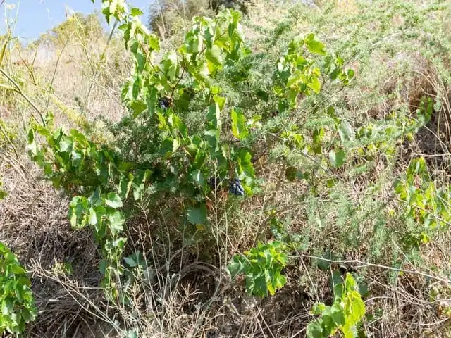 Terreni e lotti in vendita a Torrox Pueblo, imagen 12