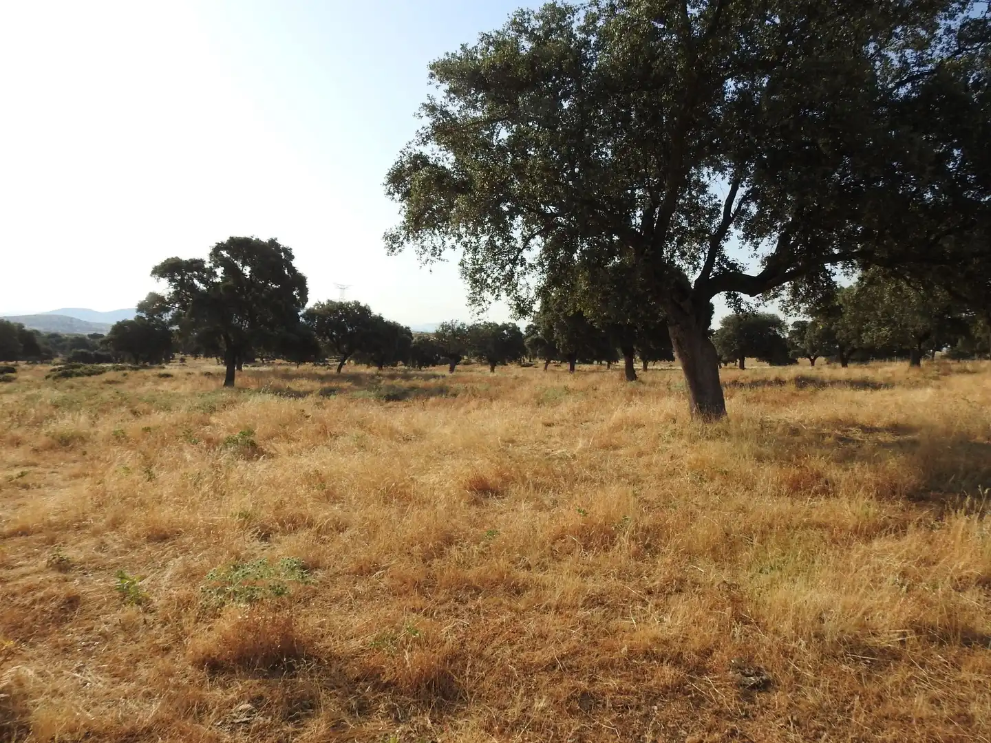 Land for sale in Villar del Pedroso