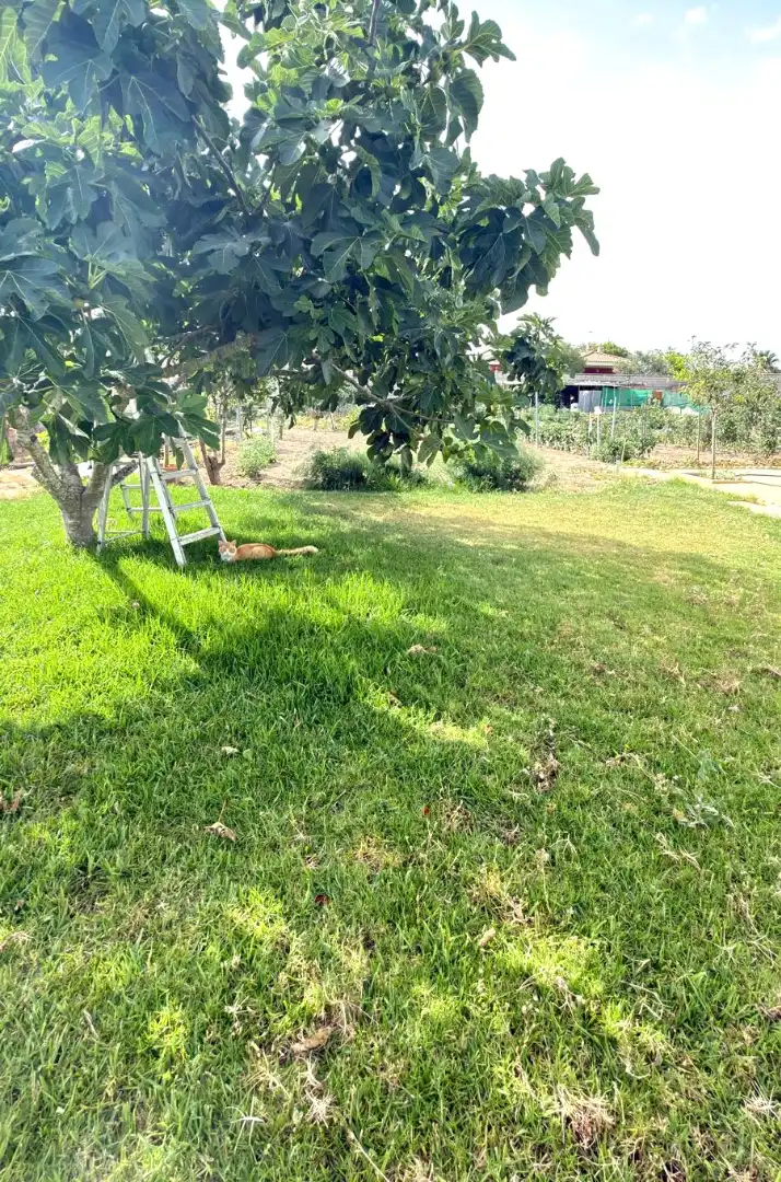 Jardí de Casa o xalet en venda en El Puerto de Santa María