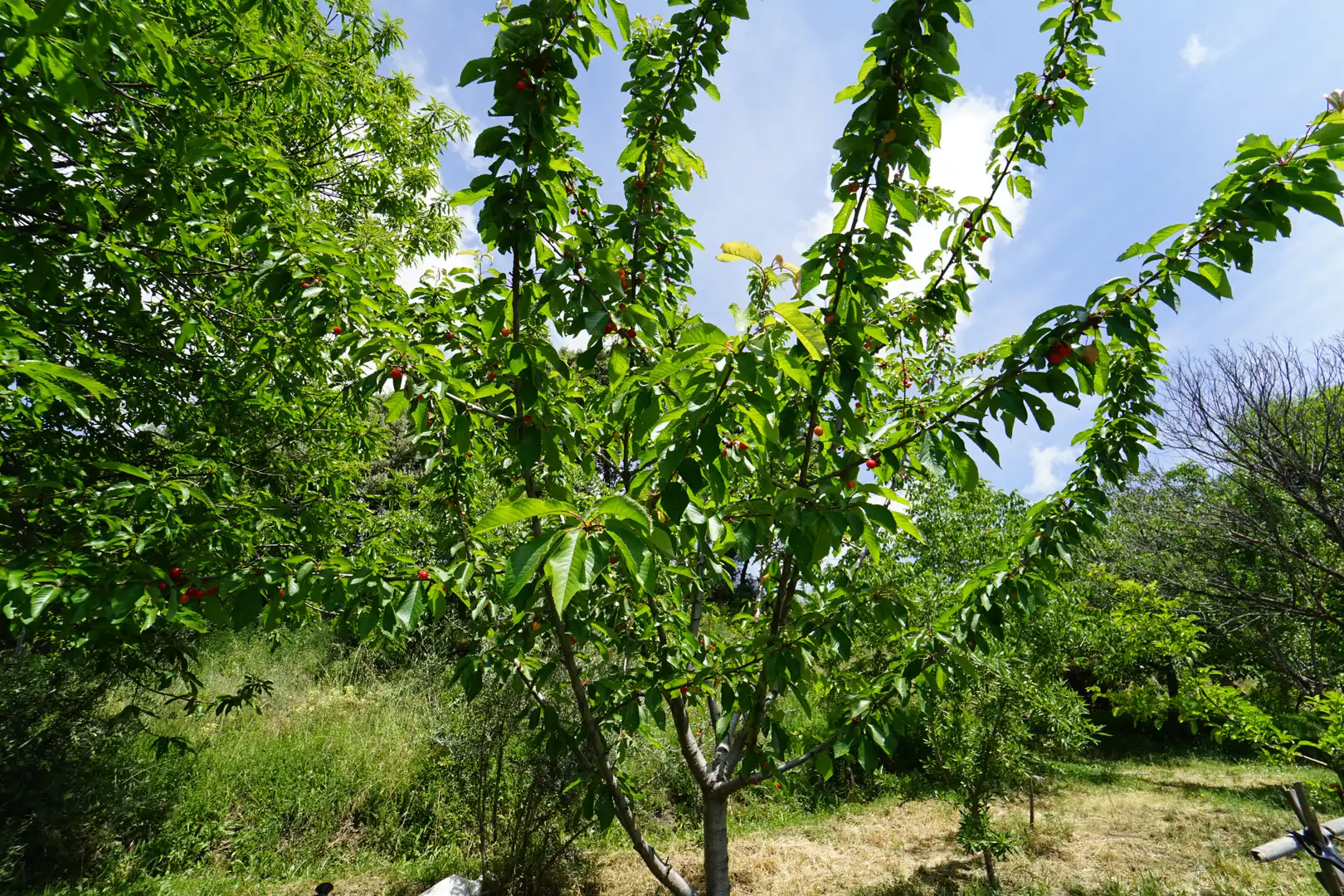 Jardí de Finca rústica en venda en La Taha amb Terrassa i Moblat