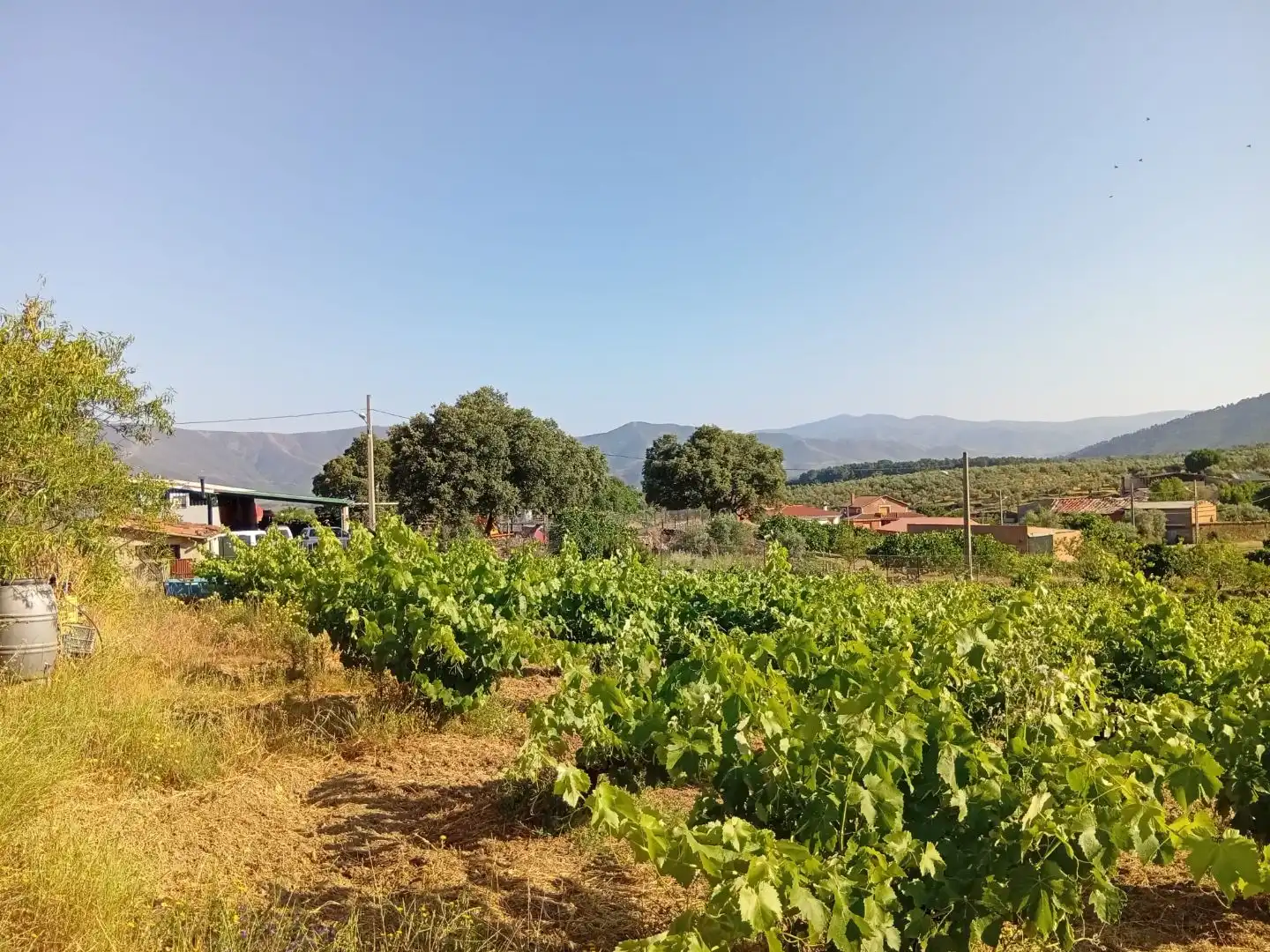 Land for sale in Villanueva de la Sierra