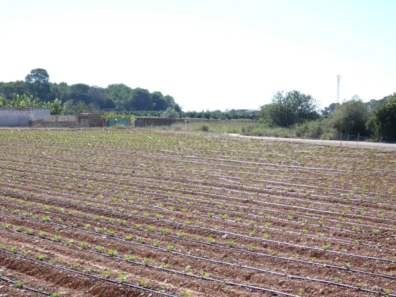 Rural land for sale in Calle PARTIDA PUIG POL 3, imagen 4