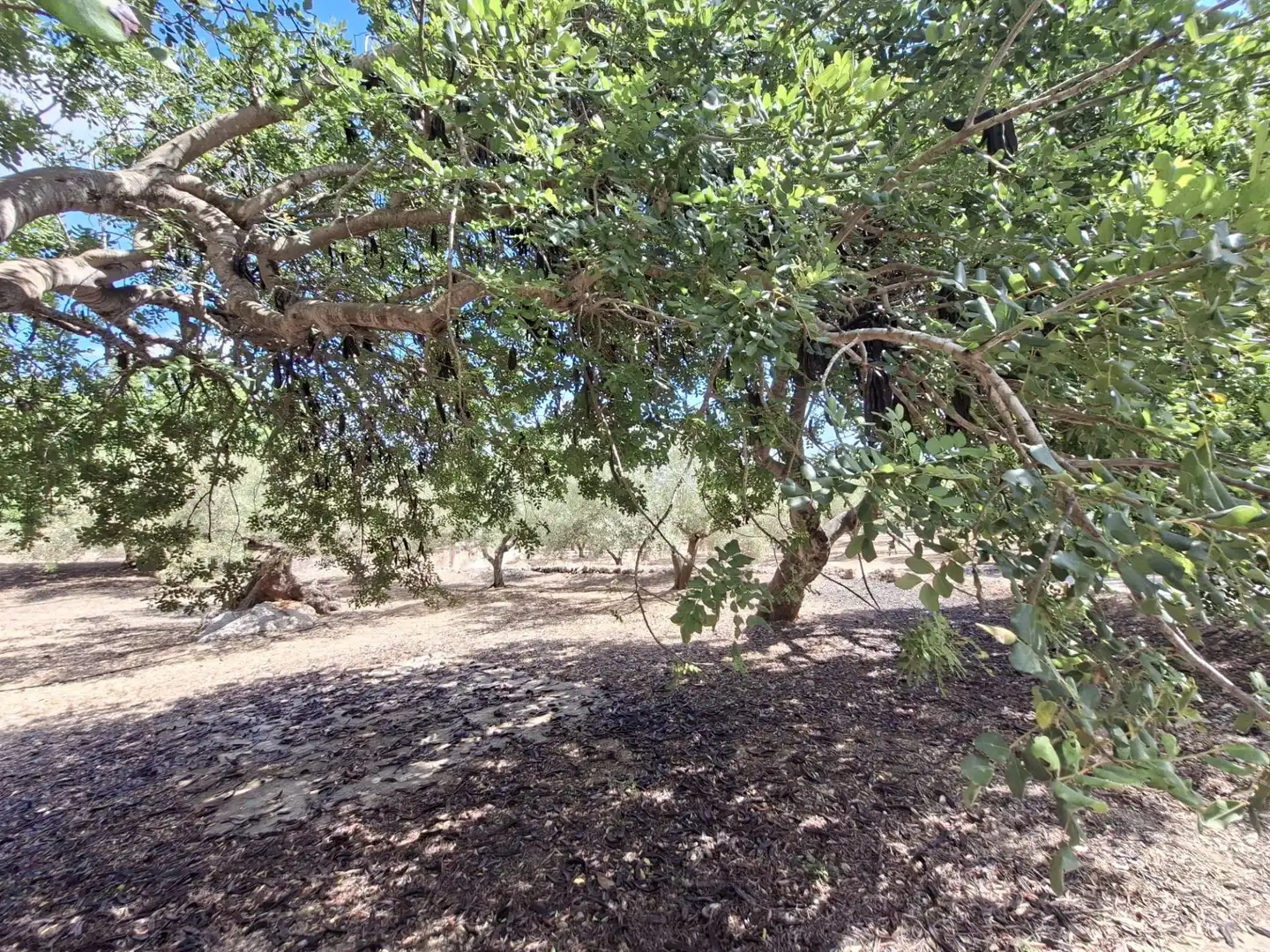 Terreno rustico in vendita a Partida del Mas d'en Civill, imagen 30