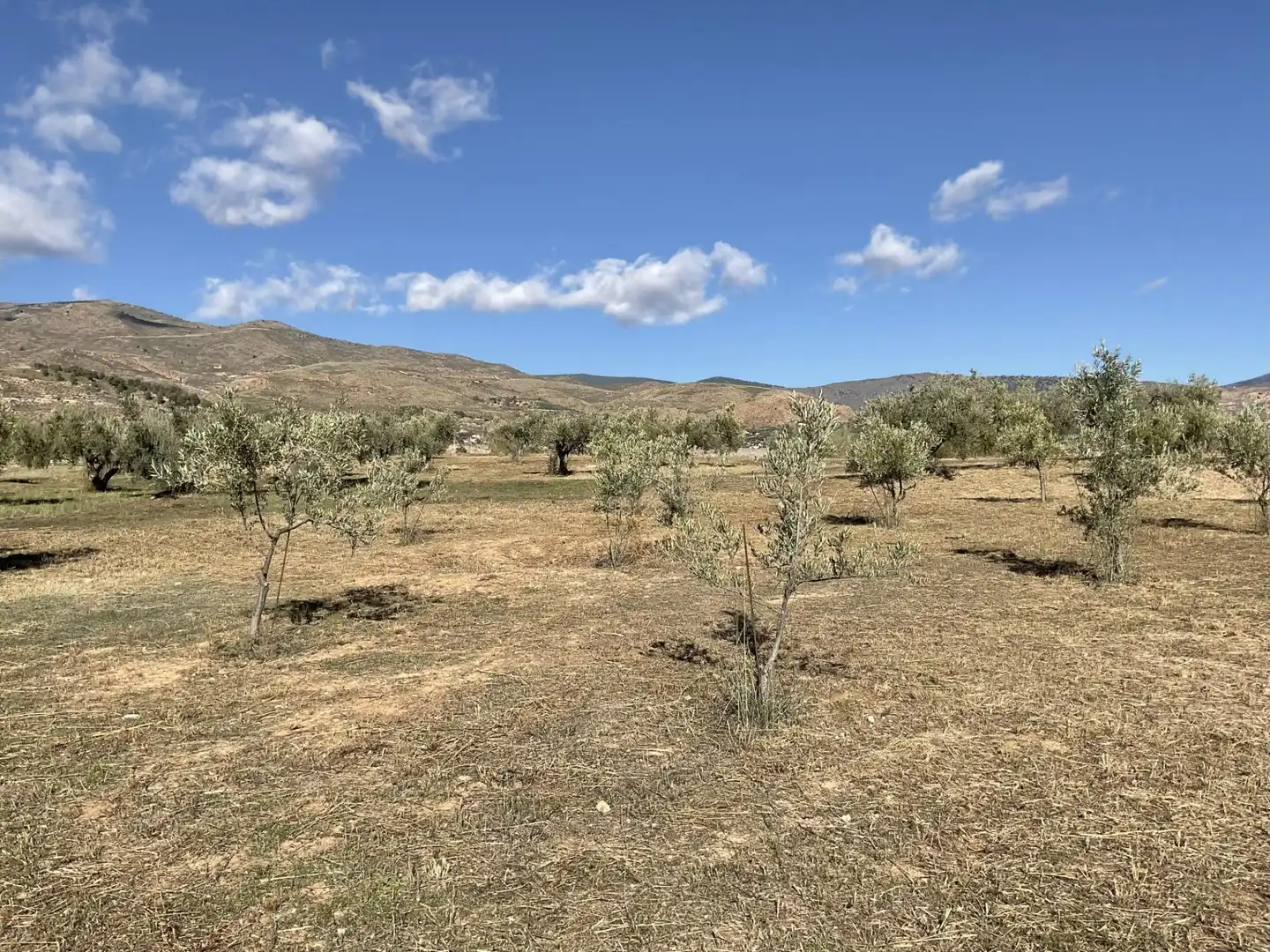 Land for sale in Padules