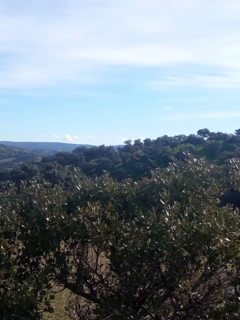 Garden of Land for sale in Cardeña