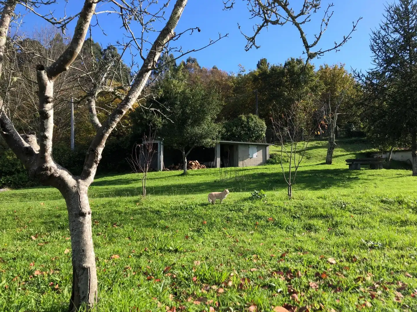 Jardín de Casa o chalet en venta en Caldas de Reis